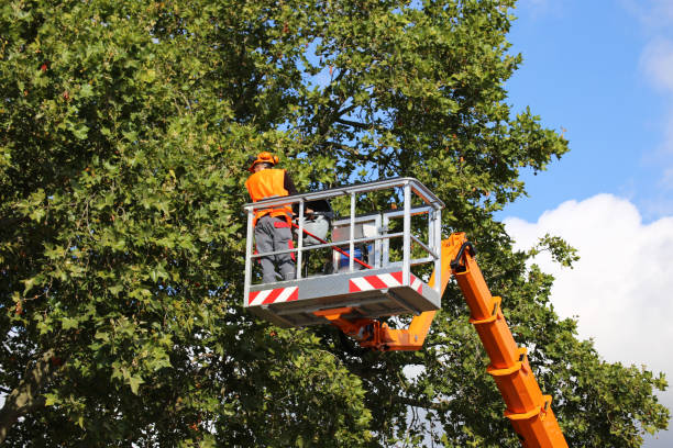 Professional Tree Services in Dale City, VA