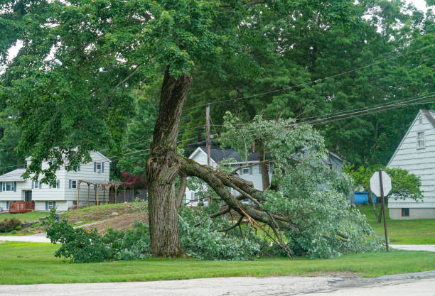 Dale City, VA Tree Services Company