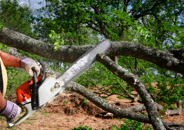 Best Hazardous Tree Removal  in Dale City, VA